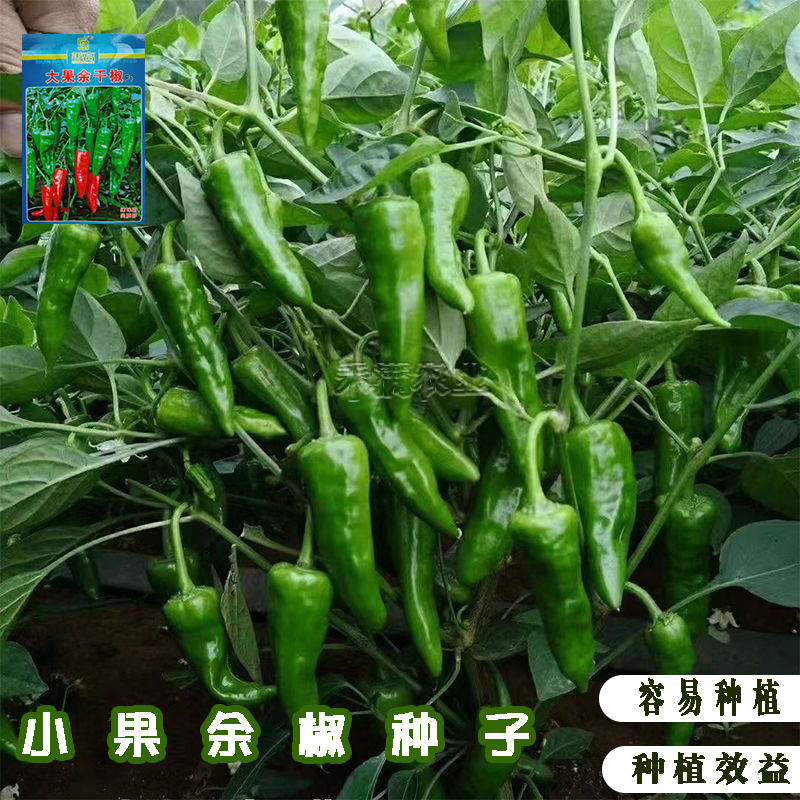 江西特色大果余干椒小虎辣种籽辣椒种籽大全小米辣椒种孑辣椒