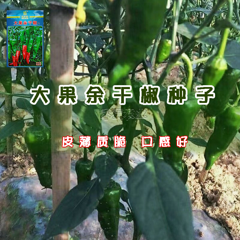 江西特色大果余干椒小虎辣种籽辣椒种籽大全小米辣椒种孑辣椒