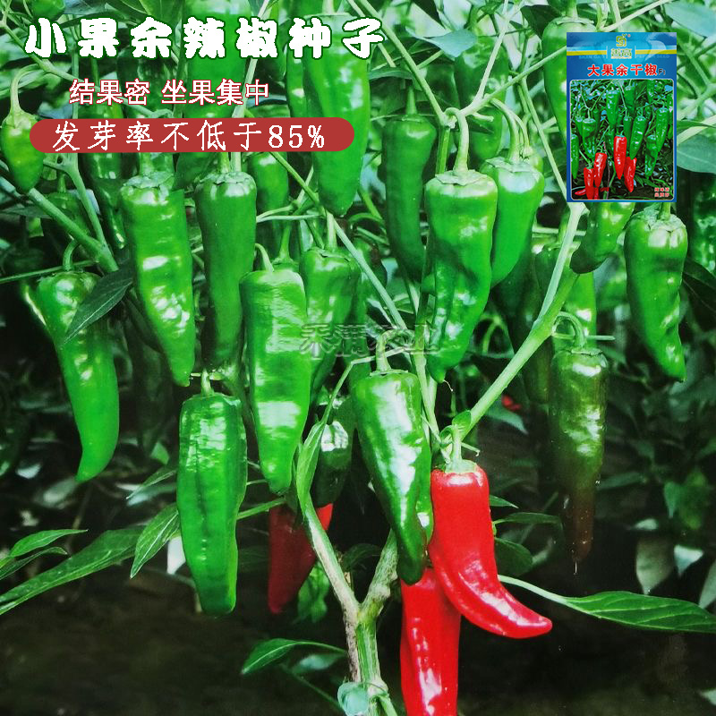 江西特色大果余干椒小虎辣种籽辣椒种籽大全小米辣椒种孑辣椒