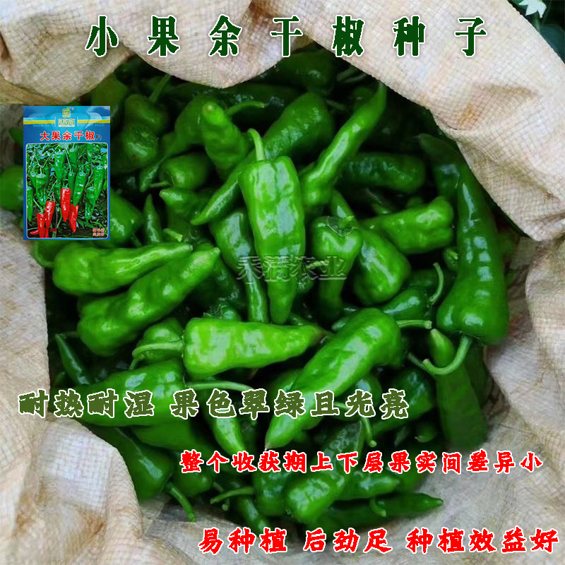 江西特色大果余干椒小虎辣种籽辣椒种籽大全小米辣椒种孑辣椒