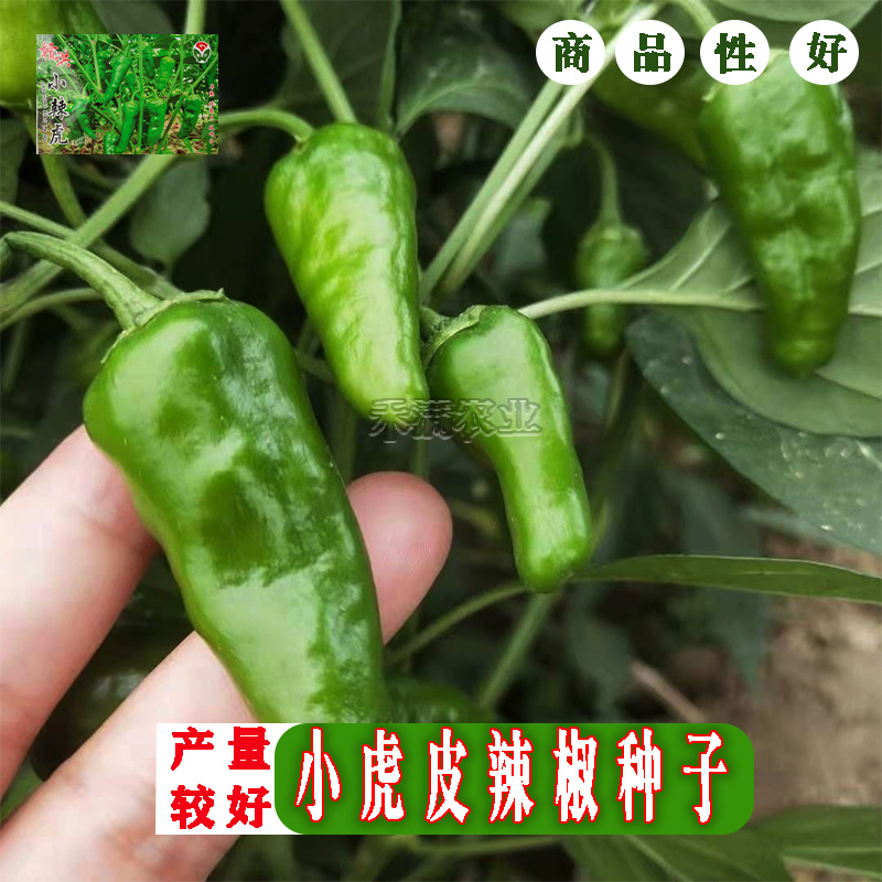 江西特色小邹皮辣椒小虎辣种籽辣椒种籽大全小米辣椒种孑