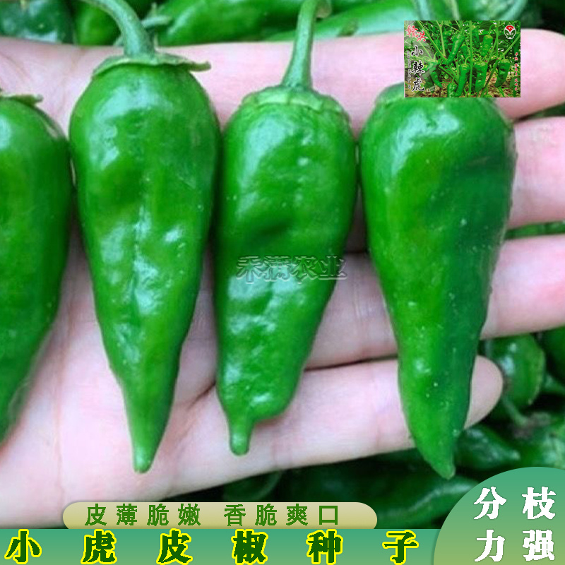 江西特色小邹皮辣椒小虎辣种籽辣椒种籽大全小米辣椒种孑