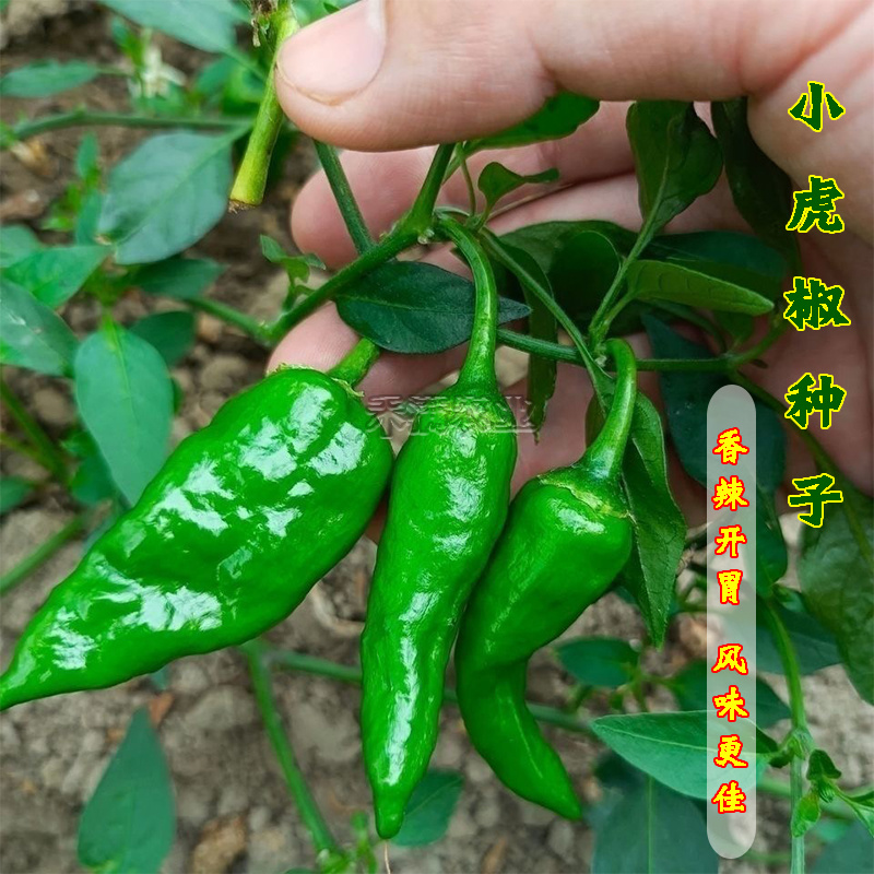 江西特色小邹皮辣椒小虎辣种籽辣椒种籽大全小米辣椒种孑