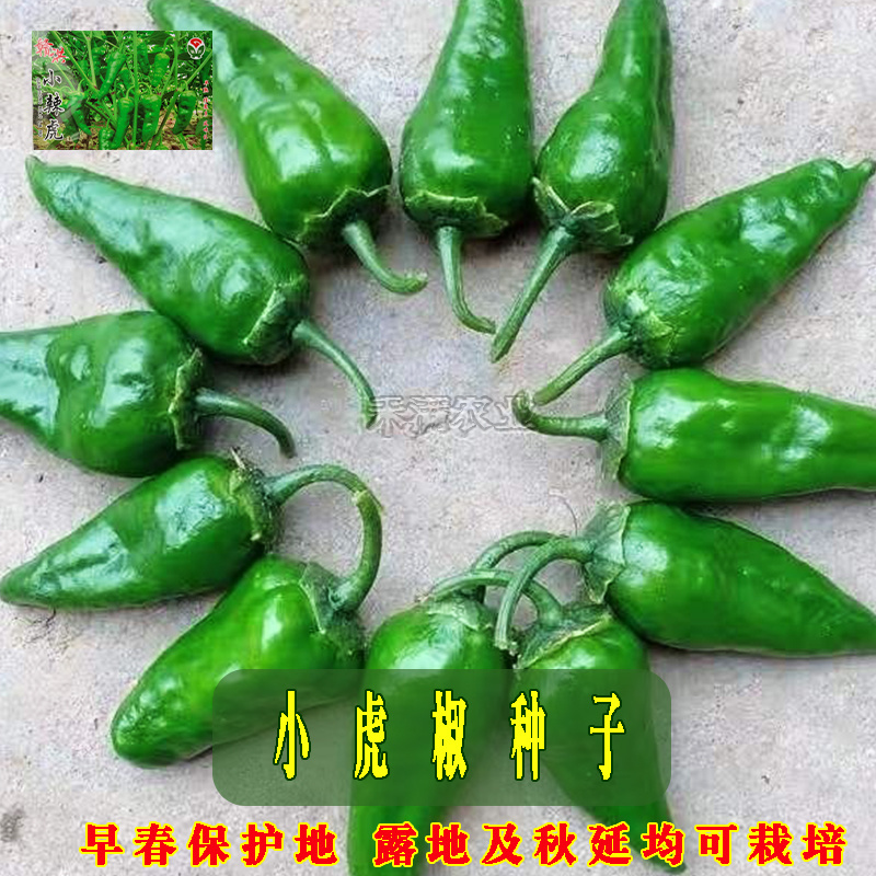 江西特色小邹皮辣椒小虎辣种籽辣椒种籽大全小米辣椒种孑