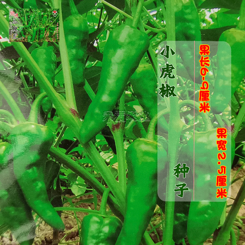 江西特色小邹皮辣椒小虎辣种籽辣椒种籽大全小米辣椒种孑