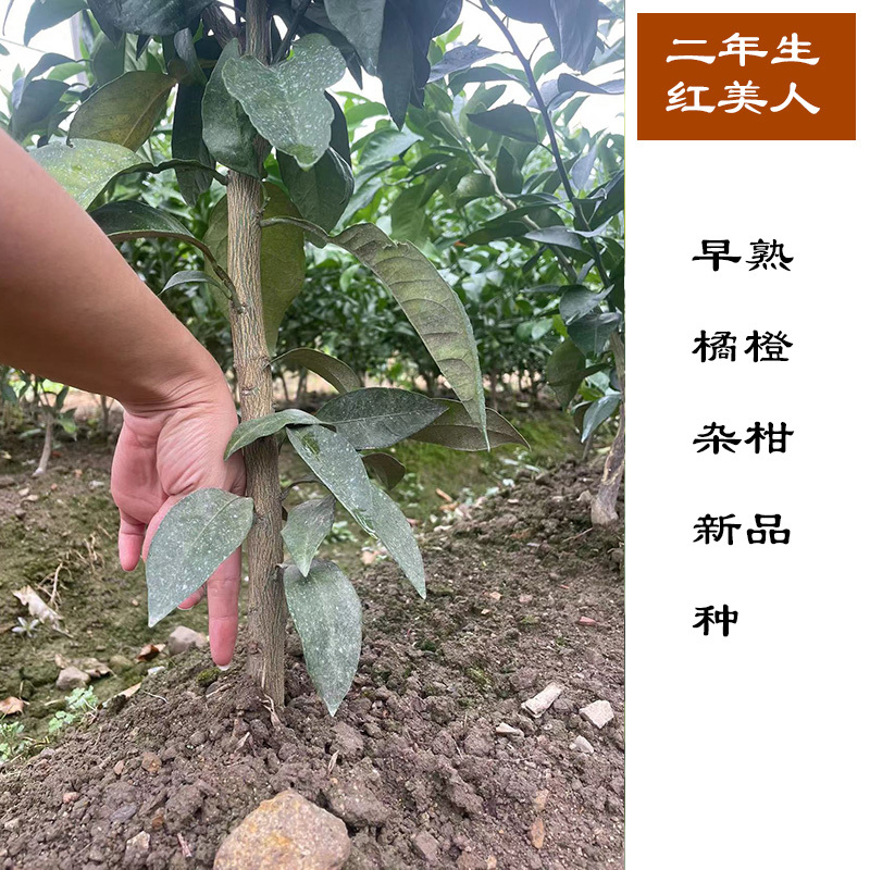 二年生红美人苗，正宗象山爱媛28号，带土球，现挖现发