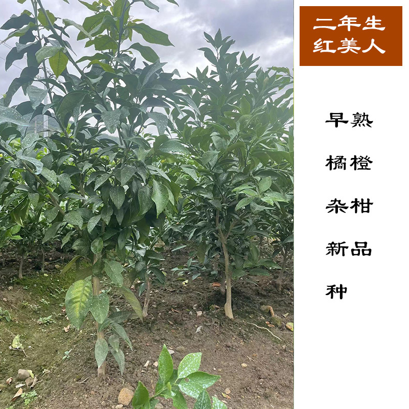 二年生红美人苗，正宗象山爱媛28号，带土球，现挖现发