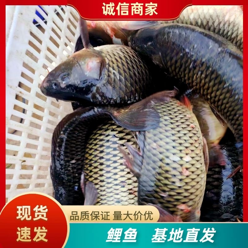山西精品鲤鱼自产自销，各大饱满，各种规格供应