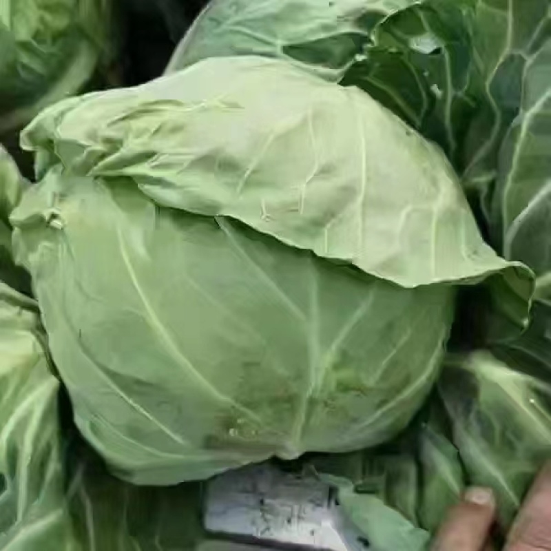 河北本地精品甘蓝圆包菜大量供应提供产地一条龙服务诚信合作电联