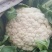 河北邯郸精品花菜净菜松花菜产地直供货源充足可视频看货电联