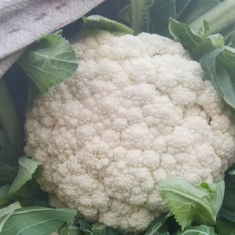 河北邯郸精品花菜净菜松花菜产地直供货源充足可视频看货电联