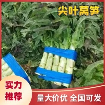 开封尖叶莴笋红叶莴苣三青莴笋不空心大量供应