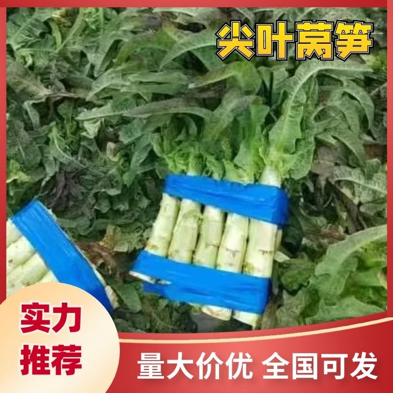 开封尖叶莴笋红叶莴苣三青莴笋不空心大量供应