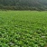 黔西南兴义市精品儿菜,基地货,保质保量,欢迎订购