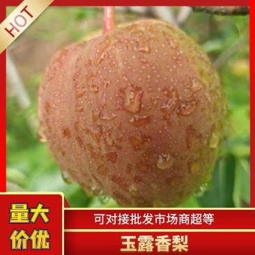 山西玉露香梨种植基地供应全国超市，礼品水果店