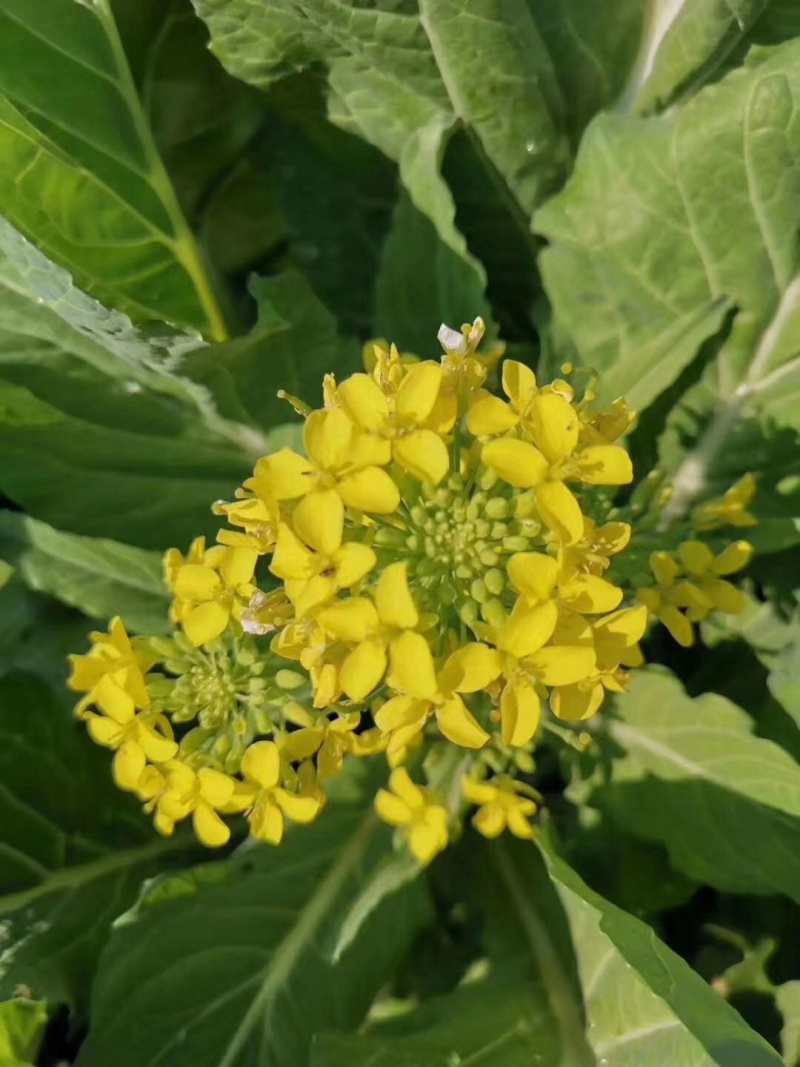 广东增城带花迟菜心产地批发