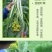 广东增城带花迟菜心产地批发