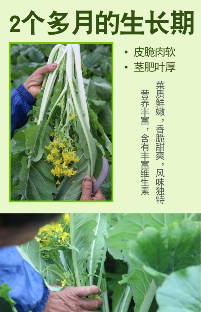广东增城带花迟菜心产地批发