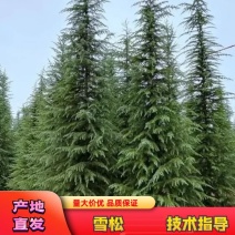 河南精品雪松，成活率高，基地一手货源，品质欢迎来电