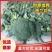 西兰花【耐寒优秀西兰花】河南西蓝花产地一手出货货源充足