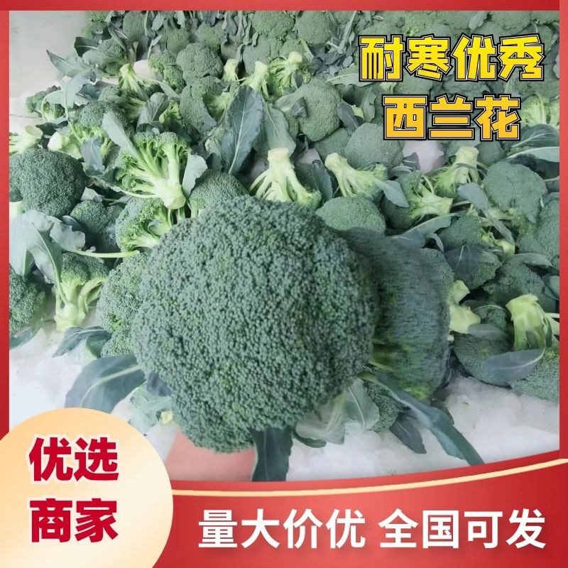 西兰花【耐寒优秀西兰花】河南西蓝花产地一手出货货源充足