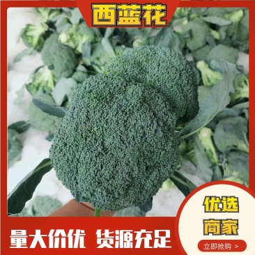 西兰花【耐寒优秀西兰花】河南西蓝花产地一手出货货源充足