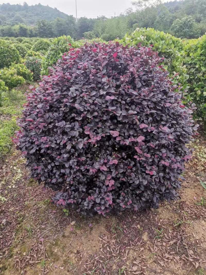 红志木球，规格齐全，量大从优，基地直发，欢迎采购对接联系
