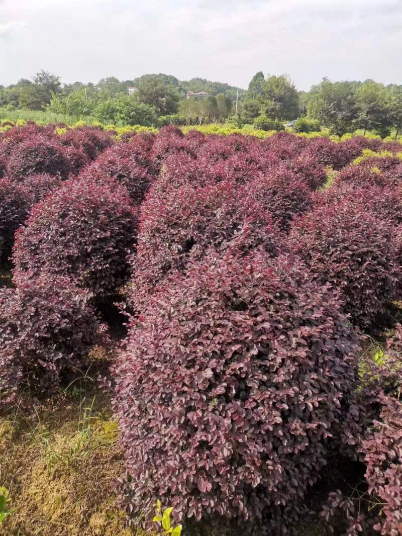 红志木球，规格齐全，量大从优，基地直发，欢迎采购对接联系