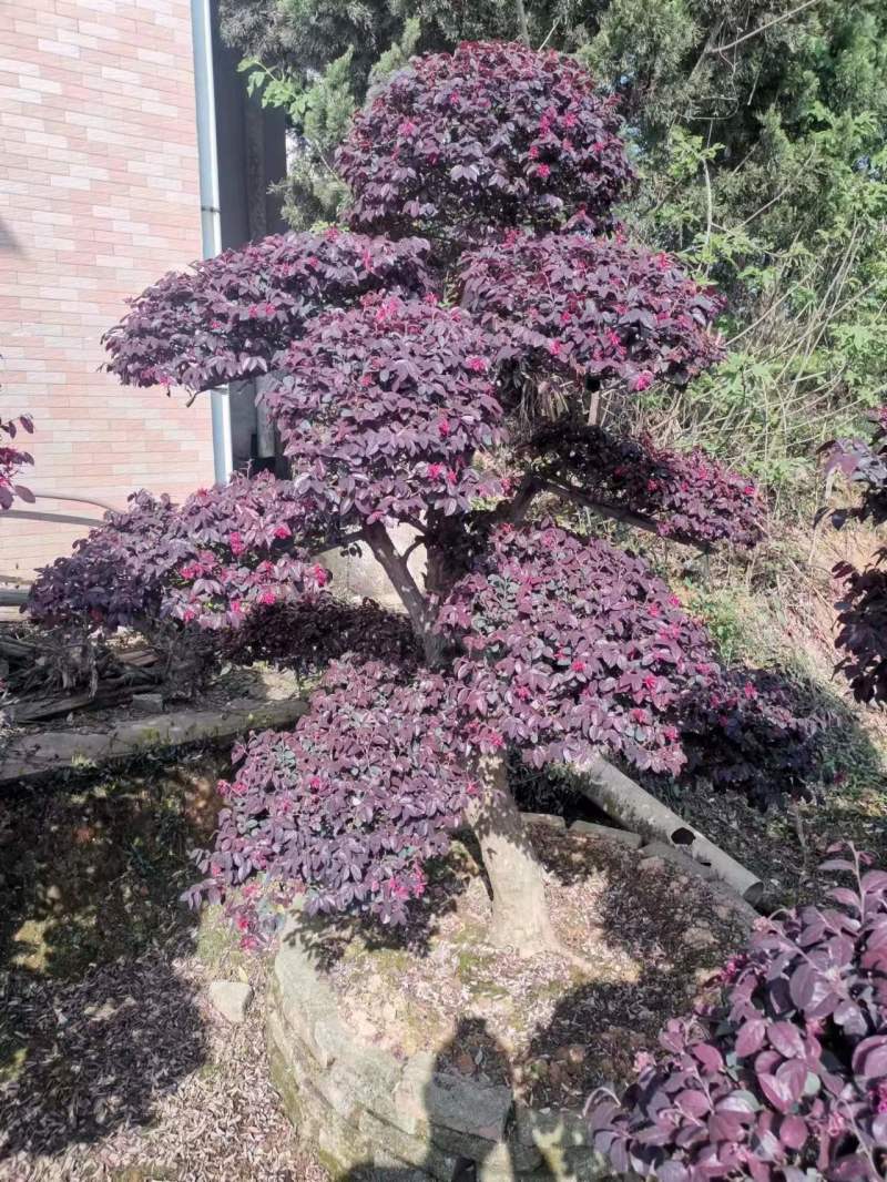 红志木球，规格齐全，量大从优，基地直发，欢迎采购对接联系