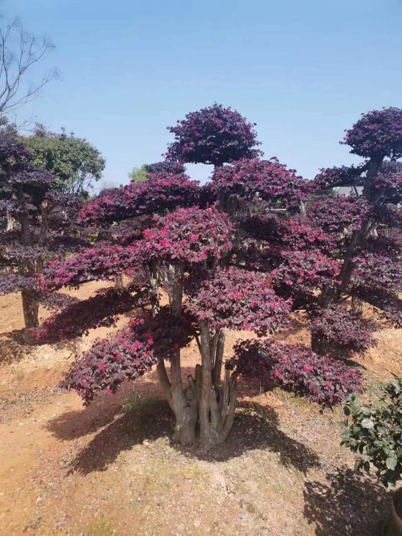 红志木球，规格齐全，量大从优，基地直发，欢迎采购对接联系