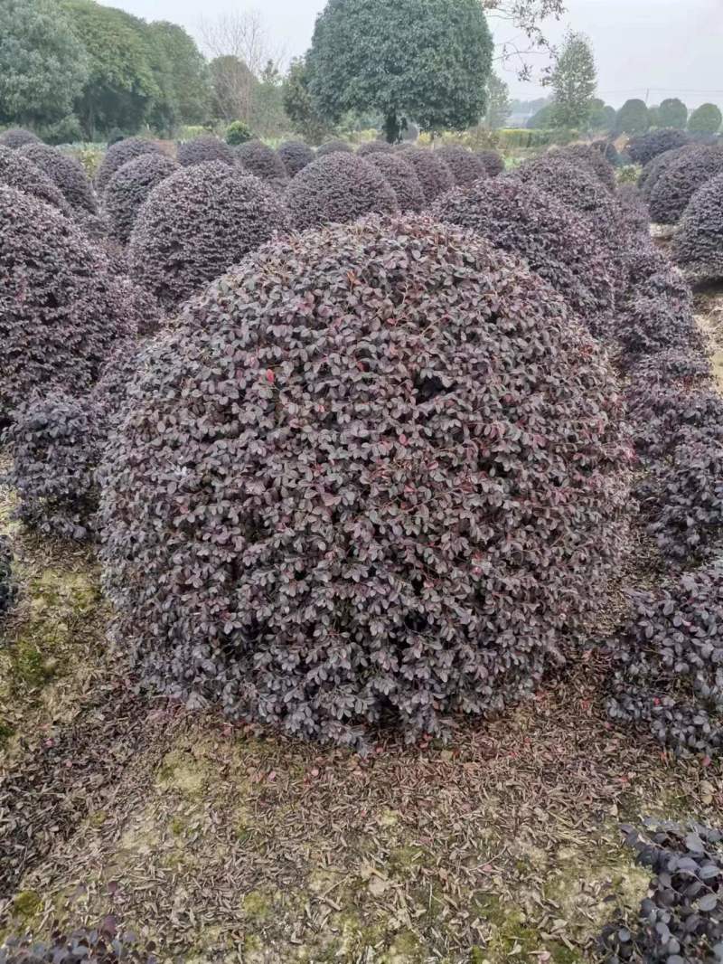 红志木球，规格齐全，量大从优，基地直发，欢迎采购对接联系