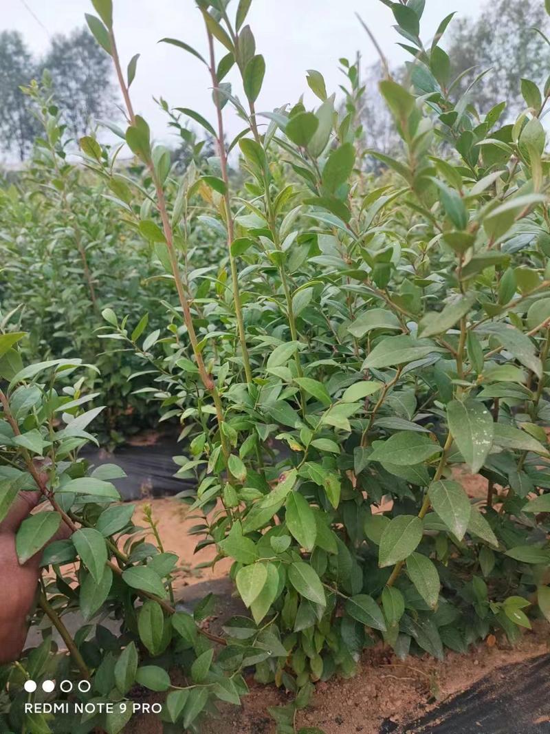 莒南蓝莓苗薄雾绿宝石莱克西地栽3年苗南方北方品种齐全