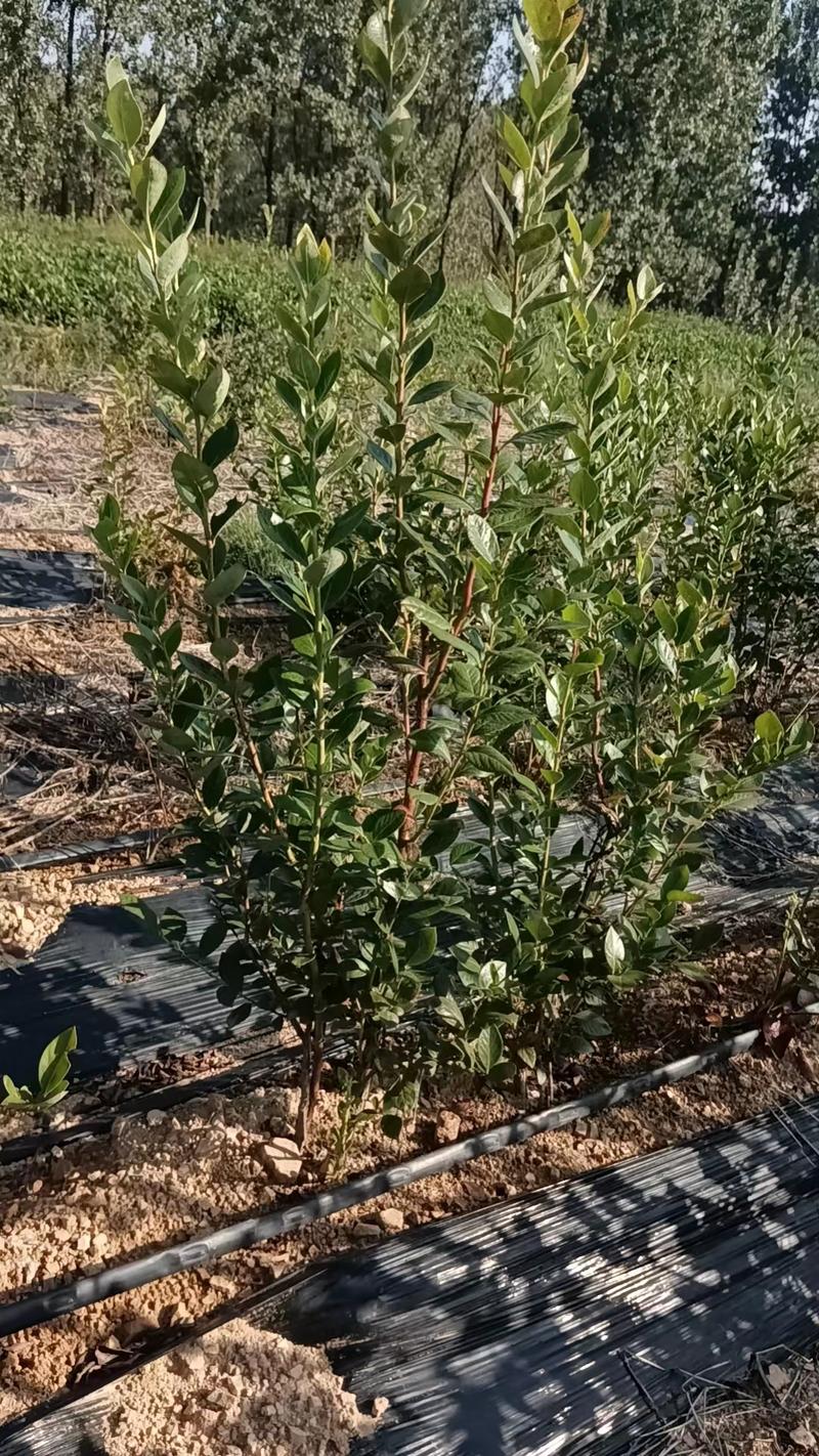 莒南蓝莓苗薄雾绿宝石莱克西地栽3年苗南方北方品种齐全
