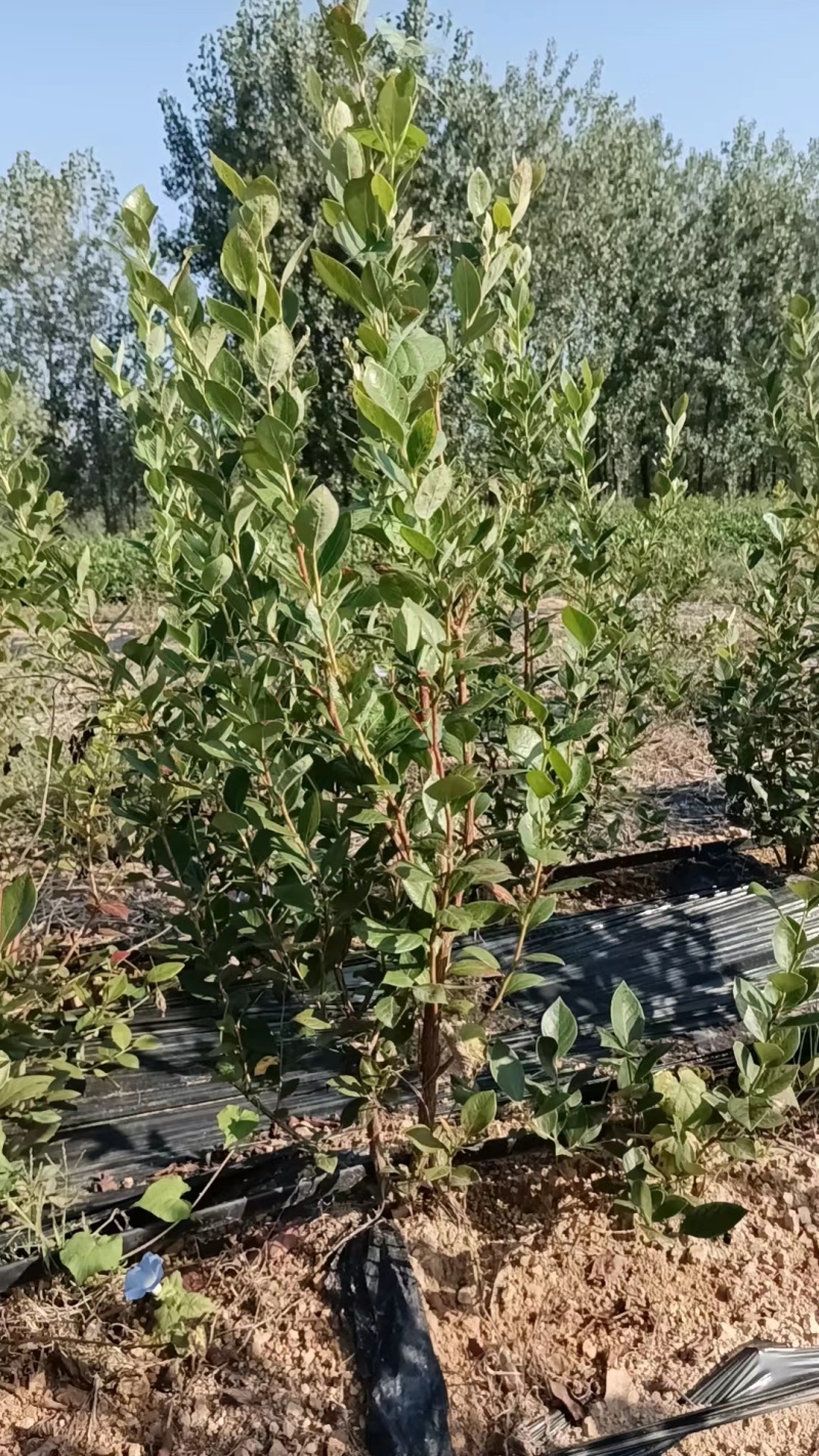 莒南蓝莓苗薄雾绿宝石莱克西地栽3年苗南方北方品种齐全