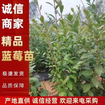 莒南蓝莓苗薄雾绿宝石莱克西地栽3年苗南方北方品种齐全