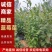 莒南蓝莓苗薄雾绿宝石莱克西地栽3年苗南方北方品种齐全