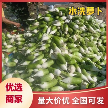 淮阳水洗青萝卜发市场入库酱菜厂大量供应