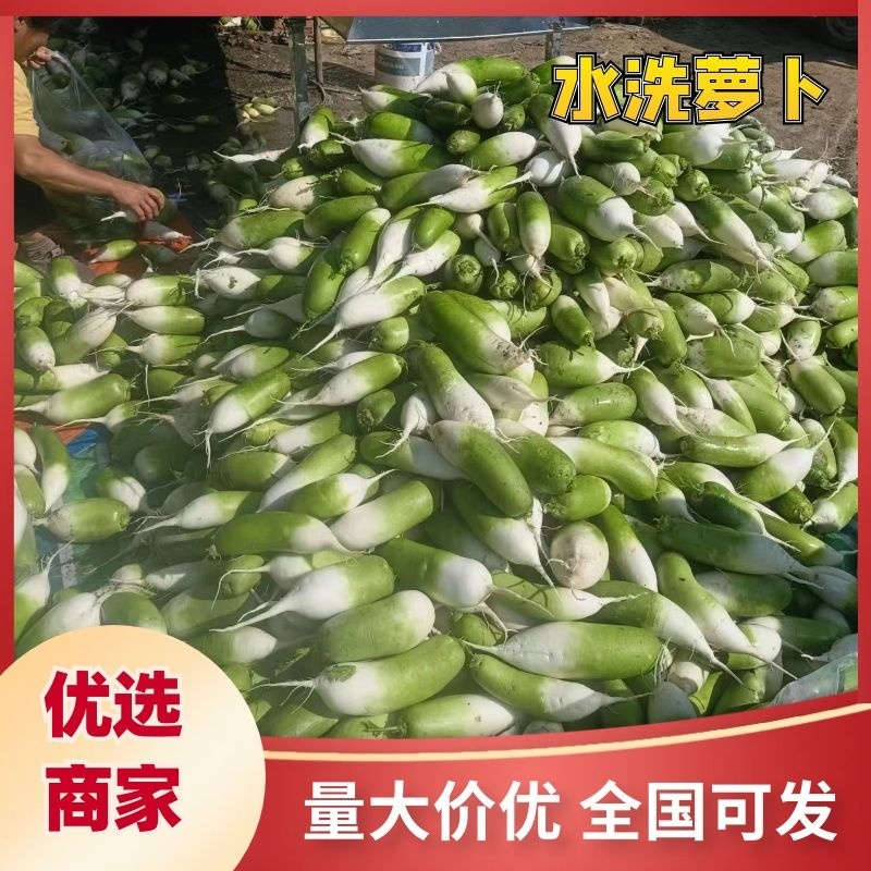 淮阳水洗青萝卜发市场入库酱菜厂大量供应