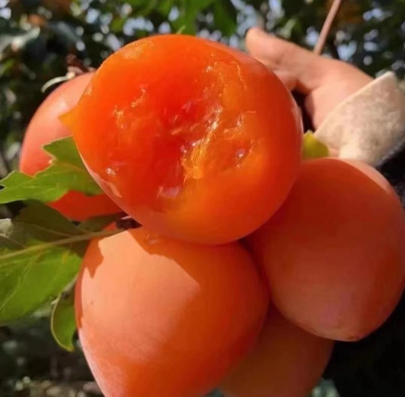 陕西水果柿子大量供应现货，颜色漂亮，口感软糯香甜