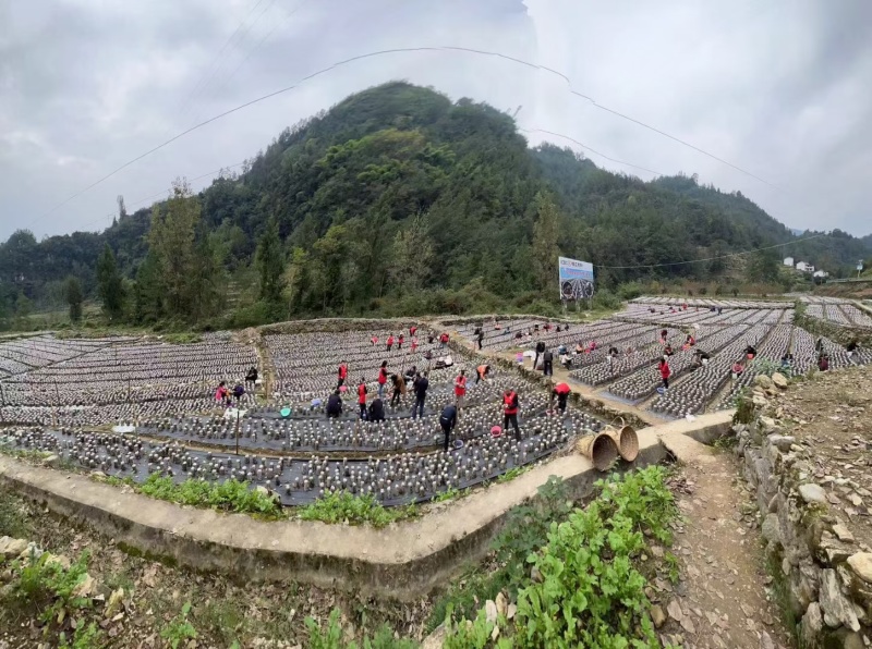 四川黑木耳大量上市了价格优惠品质保证产地直发可视频看货