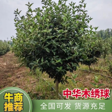 精选中华木绣球基地直发保质保量规格齐全欢迎致电