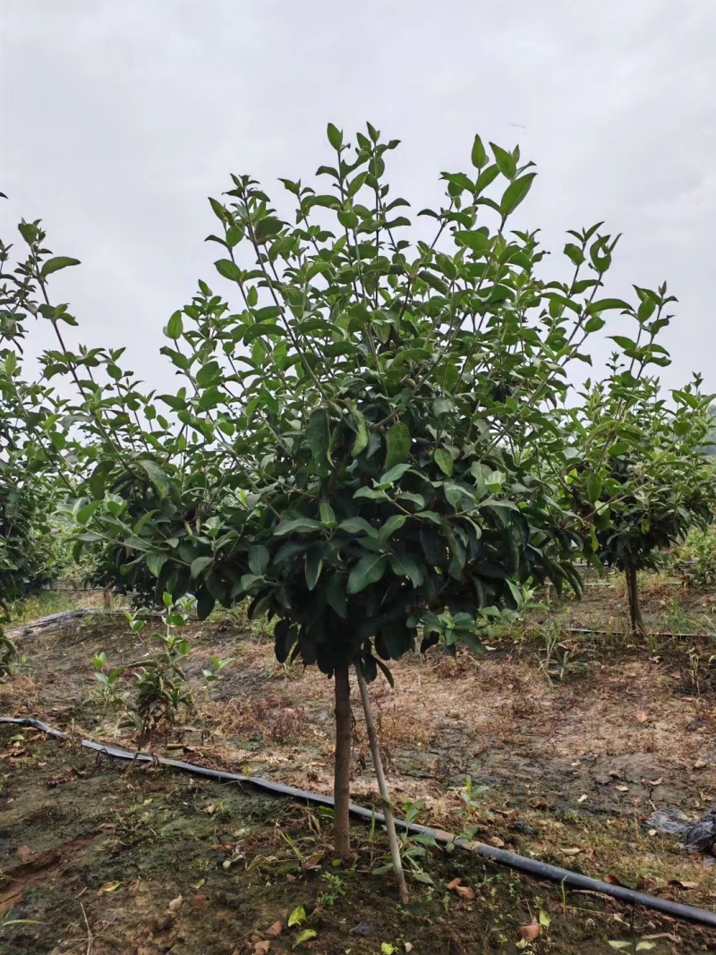 精选中华木绣球基地直发保质保量规格齐全欢迎致电