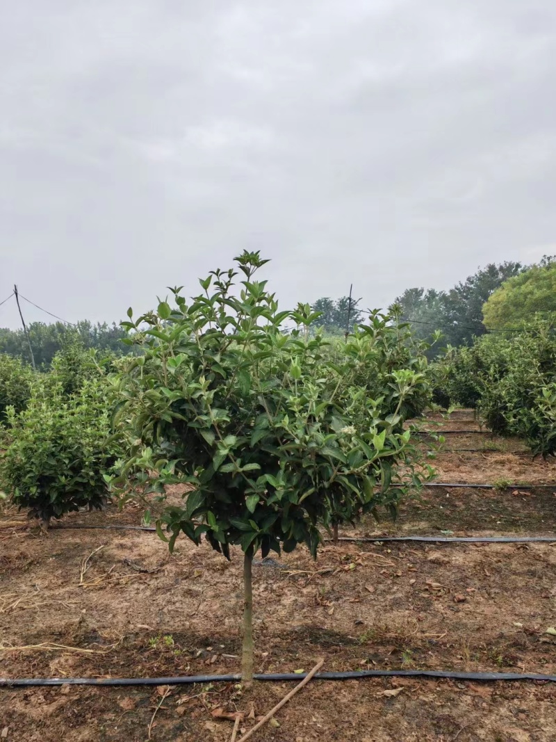 精选中华木绣球基地直发保质保量规格齐全欢迎致电