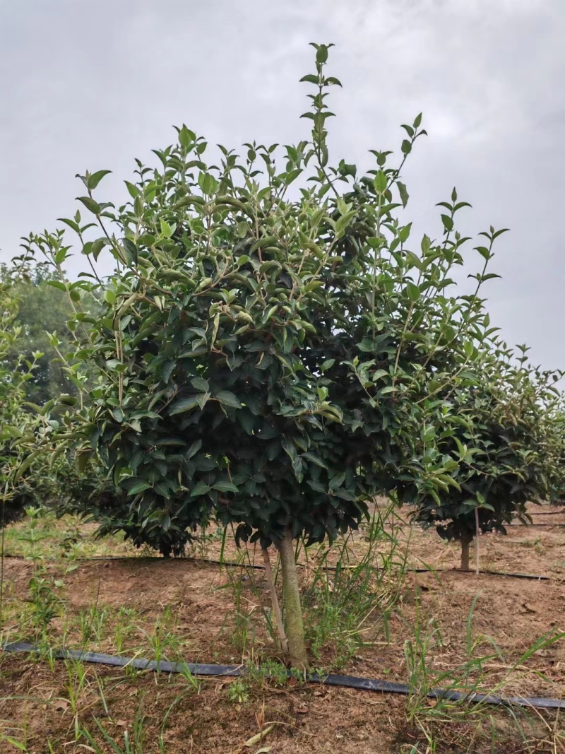 精选中华木绣球基地直发保质保量规格齐全欢迎致电