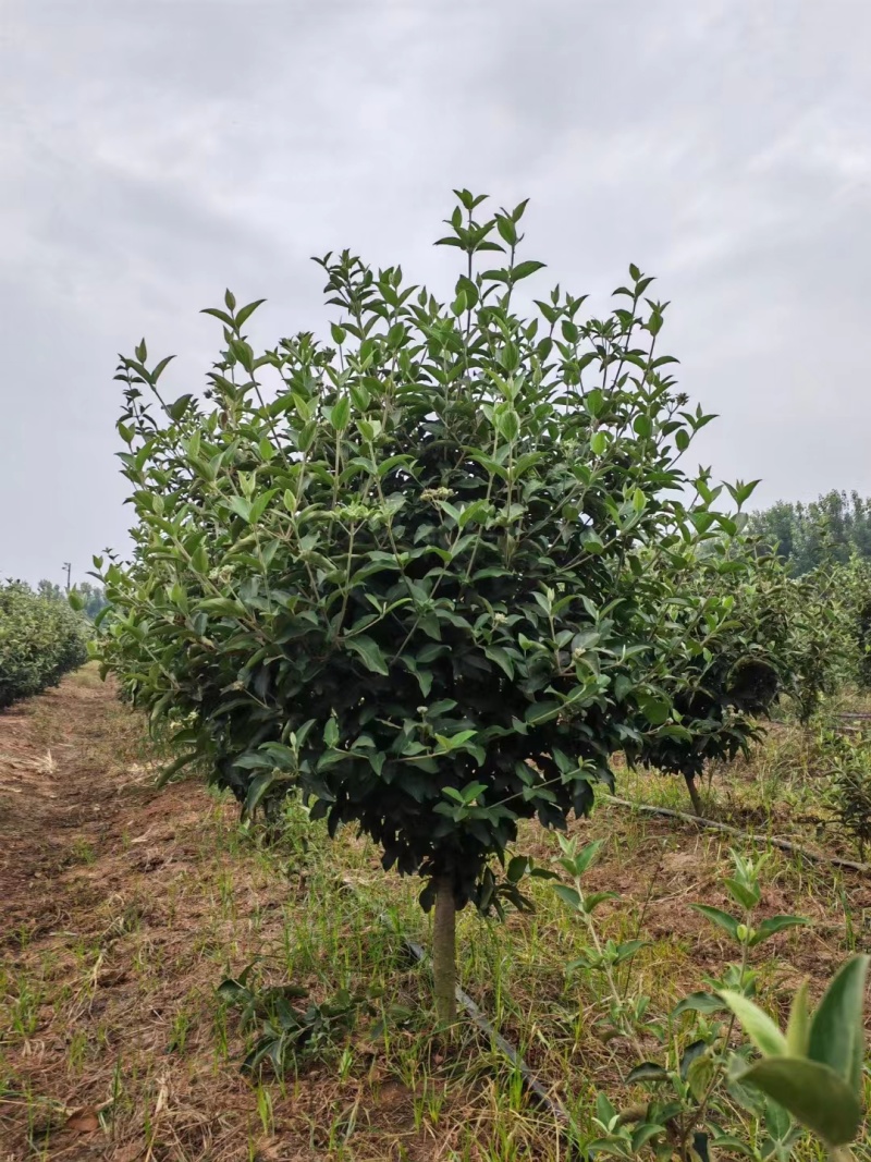 精选中华木绣球基地直发保质保量规格齐全欢迎致电