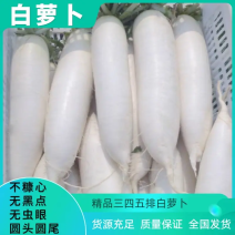 湖北沙洋白萝卜货源充足产地直发质量保证