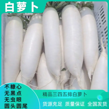 湖北沙洋白萝卜货源充足产地直发质量保证