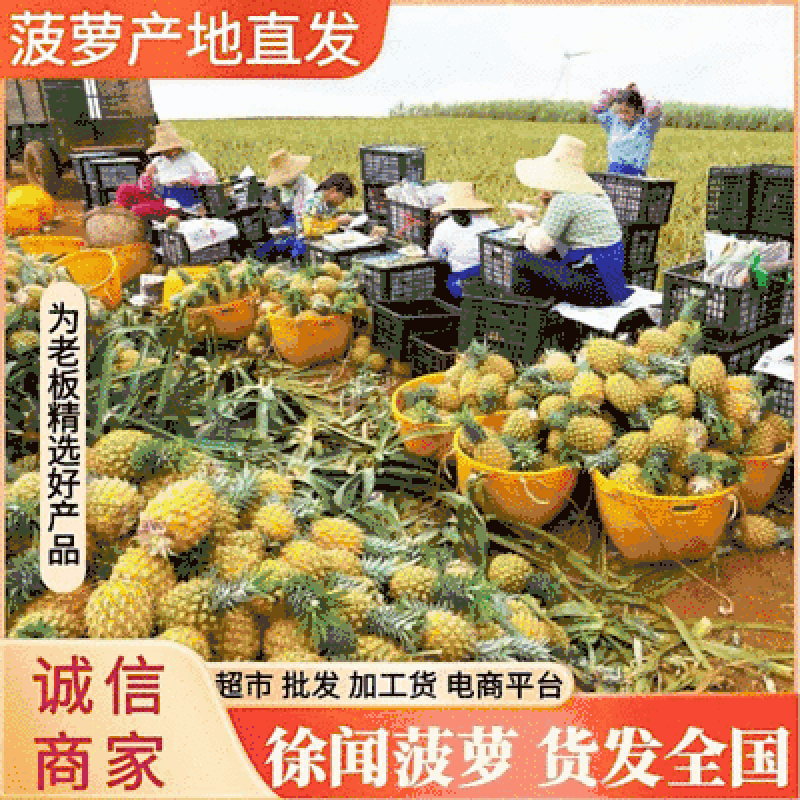 广东徐闻《香水菠萝》电商平台批发市场商城加工厂