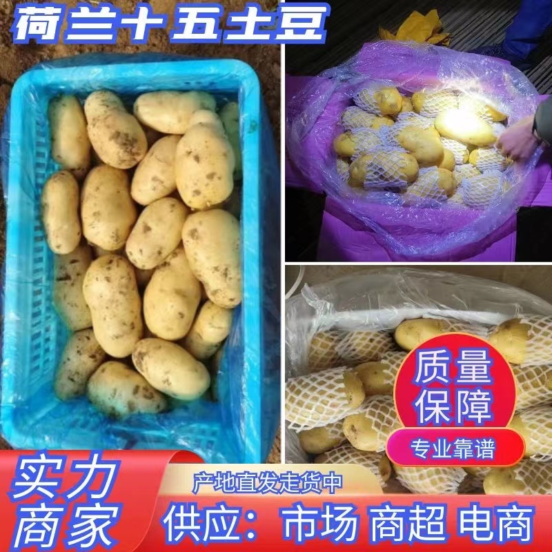 鲜土豆荷兰十五土豆三模土豆大量上市中，有需要的联系我，