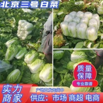 北京新三号白菜货源充足，量大价优有需要联系